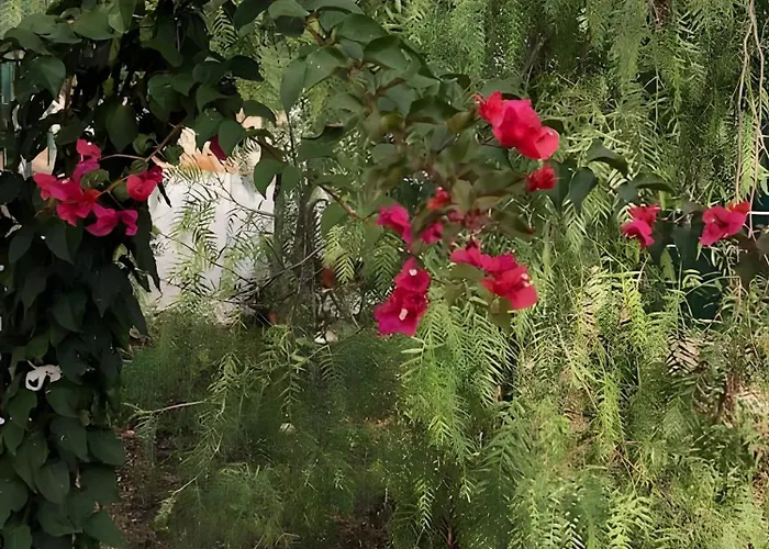 Bianca N F Villa Ostuni